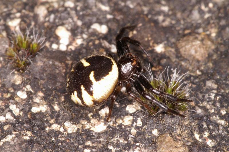 Synaema_globosum_D5034_Z_89_Les Gris_Frankrijk.jpg